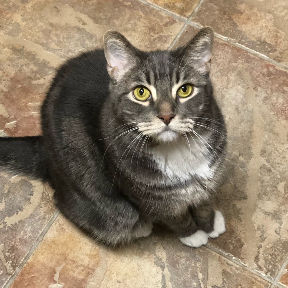 Meet your Posher, Penny